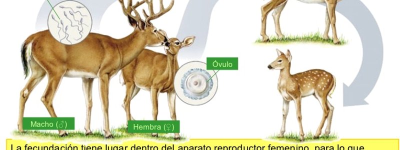 Reproducción y desarrollo en plantas y animales