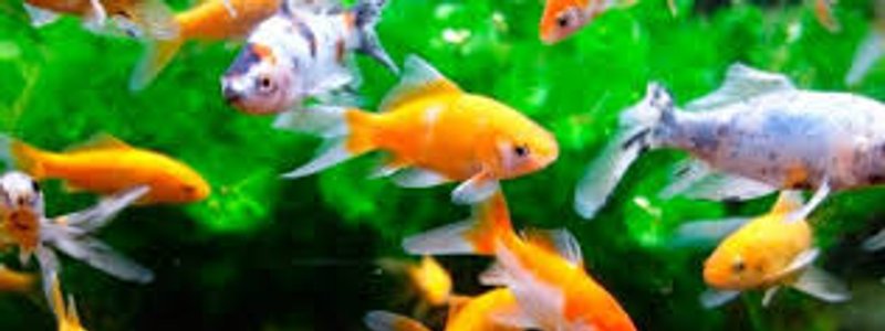 reproduccion y desarollo de plantas y animales