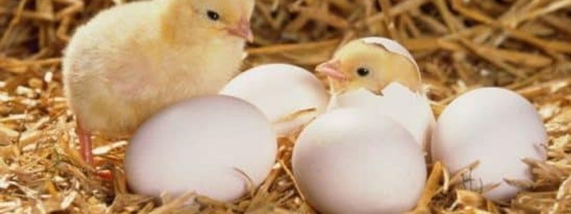 la reproduccion y desarrollo en plantas y animales