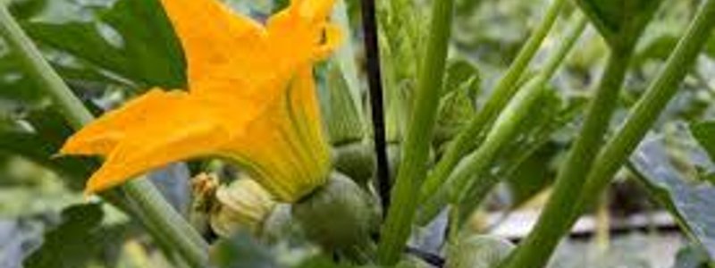 Reproducción y desarrollo en plantas y animales