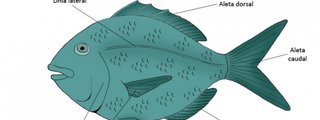 LA REPRODUCCION EN PLANTAS Y ANIMALES