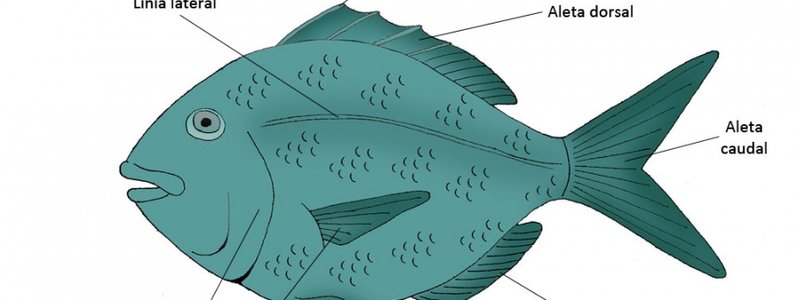 LA REPRODUCCION EN PLANTAS Y ANIMALES
