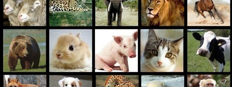 la reproducciòn  y desarollo en plantas y animales