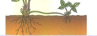 Reproducción y desarrollo en  plantas y animales 