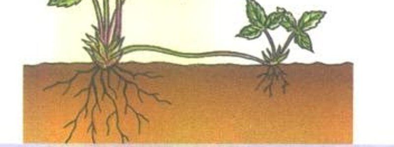 Reproducción y desarrollo en  plantas y animales 
