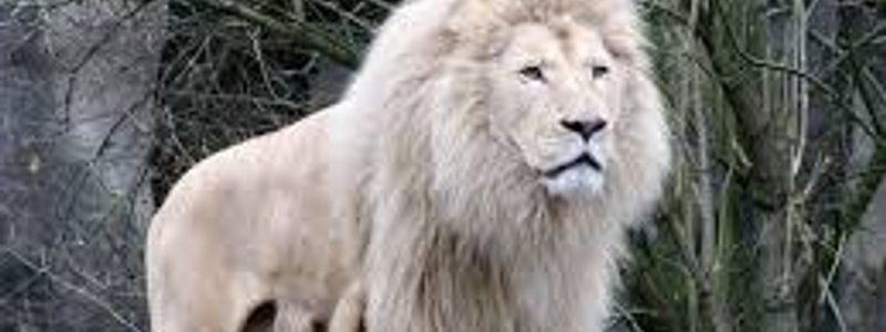 CUANTO CONOCES A LOS ANIMALES??