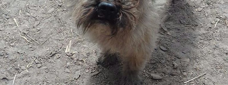 memes de perros