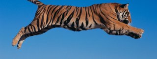 Test sobre animales
