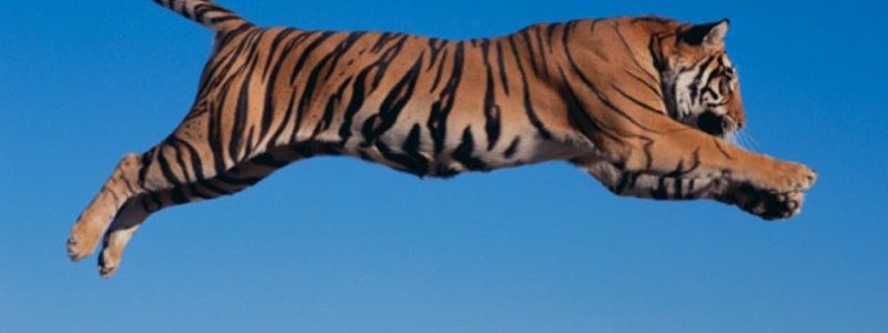 Test sobre animales