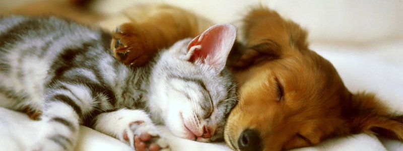 Eres Un Perro o Un Gato Segun tu Personalidad