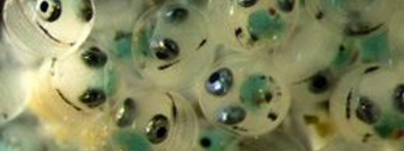 Reproducción y desarrollo en plantas y animales