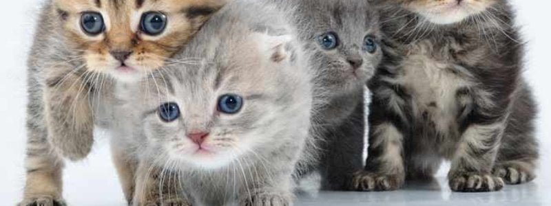 Que gatito esta destinado para ti?