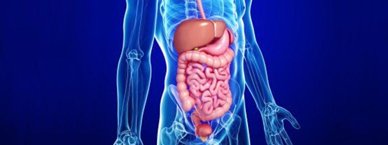 TEST DE FISIOLOGÍA DE GASTRO