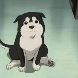 &iquest;Qu&eacute; nombre le dio la teniente Hawkeye al cachorro adoptado en el cap&iacute;tulo 13 de FMA y el 15 de FMAB? - &iquest;Cu&aacute;nto sabes acerca de Fullmetal Alchemist y Fullmetal Alchemist Brotherhood? 