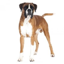 De que raza es este perro? - Adivina la raza de PERRO!