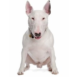 De que raza es este perro? - Adivina la raza de PERRO!