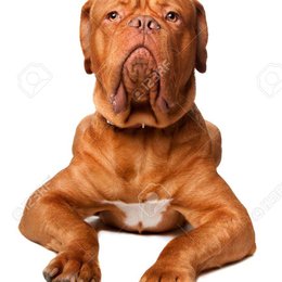 De que raza es este perro? - Adivina la raza de PERRO!