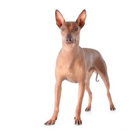 De que raza es este perro? - Adivina la raza de PERRO!