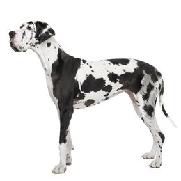 De que raza es este perro? - Adivina la raza de PERRO!