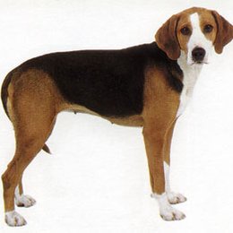 De que raza es este perro? - Adivina la raza de PERRO!