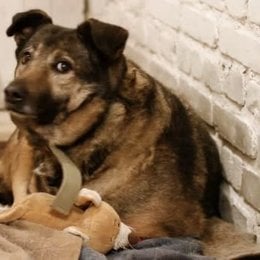 De que raza es este perro? - Adivina la raza de PERRO!