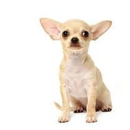 De que raza es este perro? - Adivina la raza de PERRO!