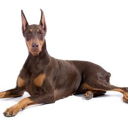 De que raza es este perro? - Adivina la raza de PERRO!