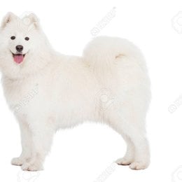 De que raza es este perro? - Adivina la raza de PERRO!