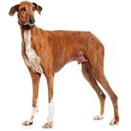 De que raza es este perro? - Adivina la raza de PERRO!