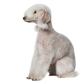 De que raza es este perro? - Adivina la raza de PERRO!