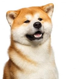 De que raza es este perro? - Adivina la raza de PERRO!