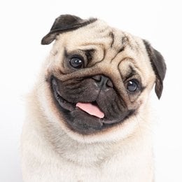 De que raza es este perro? - Adivina la raza de PERRO!