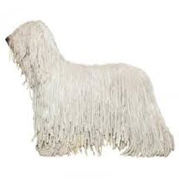 &iquest;De que raza es este perro? - Adivina la raza de perro II (2)