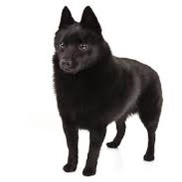 &iquest;De que raza es este perro? - Adivina la raza de perro II (2)