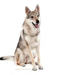 &iquest;De que raza es este perro? - Adivina la raza de perro II (2)