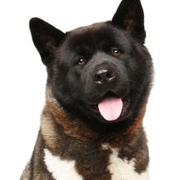 &iquest;De que raza es este perro? - Adivina la raza de perro II (2)