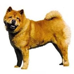 &iquest;De que raza es este perro? - Adivina la raza de perro II (2)