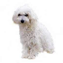 &iquest;De que raza es este perro? - Adivina la raza de perro II (2)