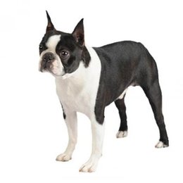 &iquest;De que raza es este perro? - Adivina la raza de perro II (2)