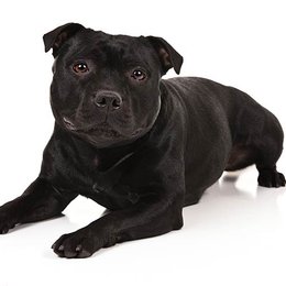 &iquest;De que raza es este perro? - Adivina la raza de perro II (2)