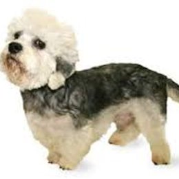 &iquest;De que raza es este perro? - Adivina la raza de perro II (2)