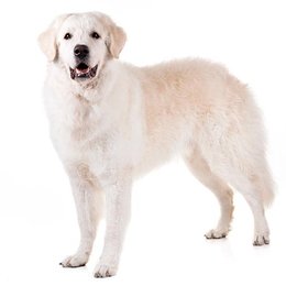 &iquest;De que raza es este perro? - Adivina la raza de perro II (2)