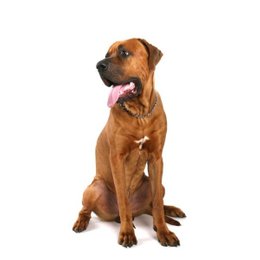 &iquest;De que raza es este perro? - Adivina la raza de perro II (2)