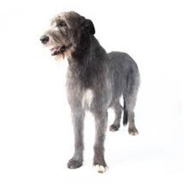 &iquest;De que raza es este perro? - Adivina la raza de perro II (2)