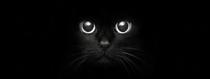 ¿Cómo saber si en tu otra vida eras un gato o en está eres un gato y no lo sabes?