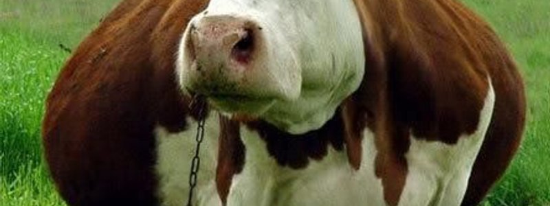 test: que tanto te gustan las bacas ._.Xd