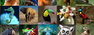 ¿Cuánto sabes de animales?