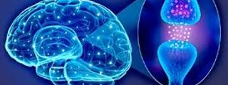 Preguntas para vlady de Neurofisiologia