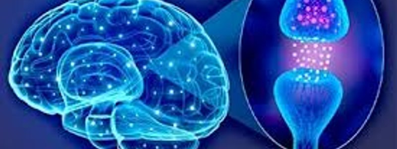 Preguntas para vlady de Neurofisiologia