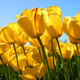 como se llama el portero de boca? - &iquest;cuanto sabes de futbol?